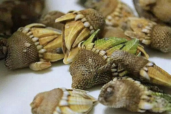 Mang vật lạ vừa giống rùa vừa giống cá sấu đi hỏi lai lịch, chàng trai ngơ ngác khi nhận được lời chúc mừng "trúng số độc đắc"