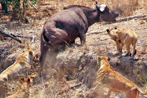 Rơi thế ngàn cân treo sợi tóc, trâu rừng giữ được mạng?