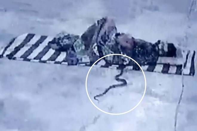 Đang ngủ thấy nhột chân, bật dậy xem thấy rắn hổ mang chui vào chăn