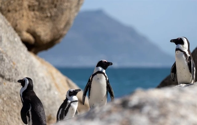 Chim cánh cụt châu Phi được Liên minh Bảo tồn Thiên nhiên và Tài nguyên Thiên nhiên Quốc tế xếp vào danh sách có nguy cơ tuyệt chủng. (Ảnh: EPA-EFE)