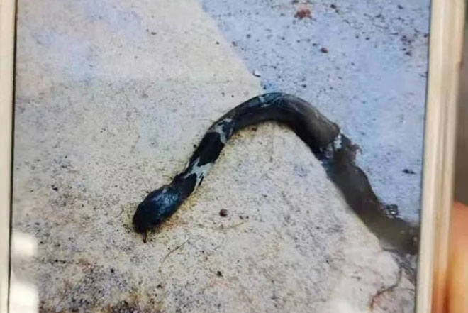 Bị đánh, rắn hổ mang giả vờ chết để trả thù