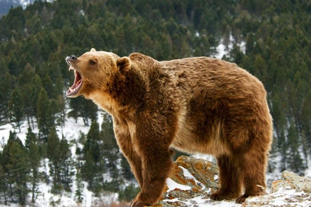 Mổ xác gấu xám lớn: Sốc với danh tính hung thủ