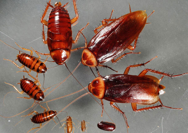 Chặt đầu không chết, gián có chịu được vụ nổ bom hạt nhân?