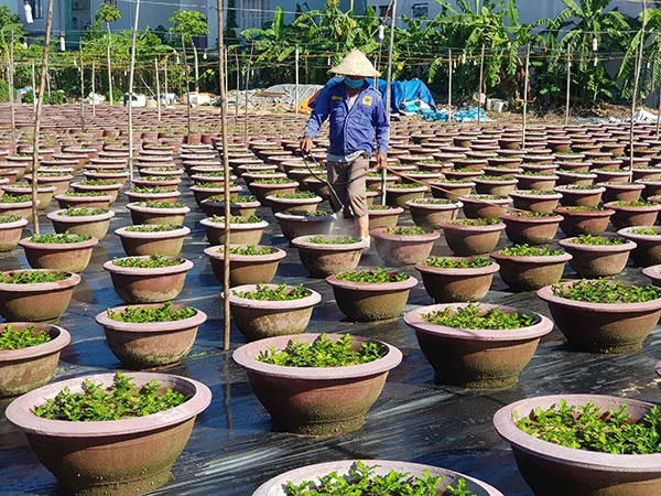 Những nông dân làng hoa Hòa Cường hối hả bắt tay vào chuẩn bị cho vụ hoa Tết 2022