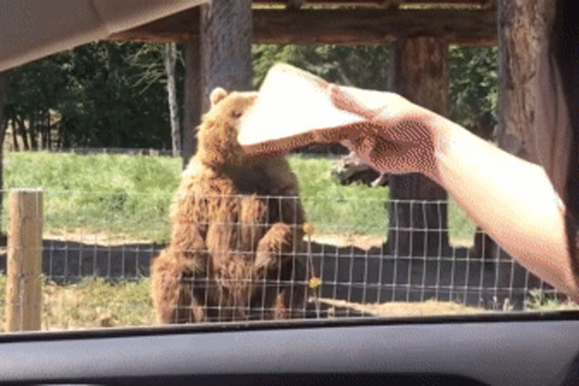 Đang đi trên xe thì thấy chú gấu vẫy tay ra hiệu, 2 cô gái phát hiện bất ngờ thú vị khi dừng lại