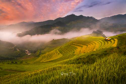 Đến Yên Bái ngắm mâm xôi xanh, vàng ở Mù Cang Chải