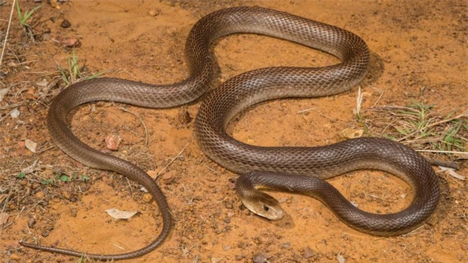 10 loài rắn nguy hiểm nhất thế giới, nếu có gặp phải né luôn và ngay - Ảnh 11.