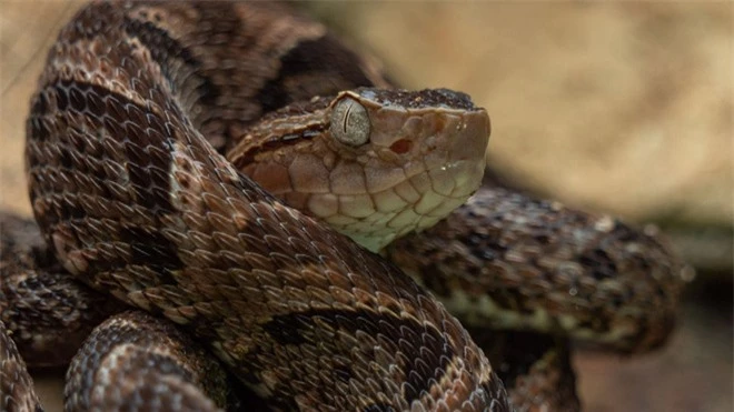 10 loài rắn nguy hiểm nhất thế giới, nếu có gặp phải né luôn và ngay - Ảnh 2.