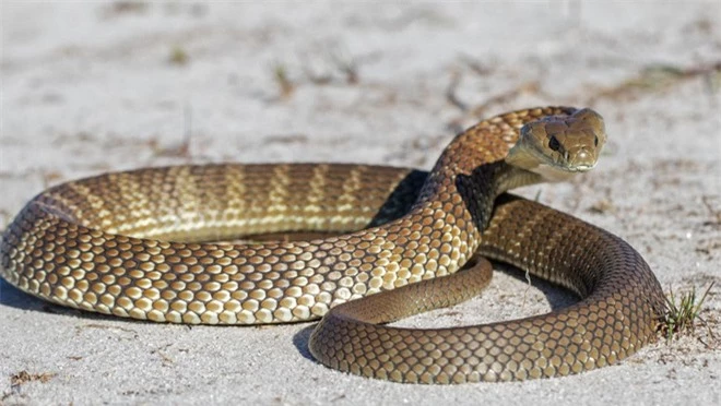 10 loài rắn nguy hiểm nhất thế giới, nếu có gặp phải né luôn và ngay - Ảnh 5.