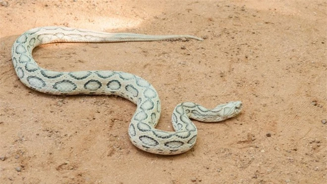 10 loài rắn nguy hiểm nhất thế giới, nếu có gặp phải né luôn và ngay - Ảnh 6.