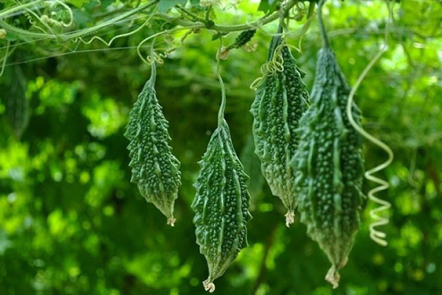 Tác dụng của khổ qua rừng đối với sức khỏe và làm đẹp nhưng không phải ai cũng nên dùng