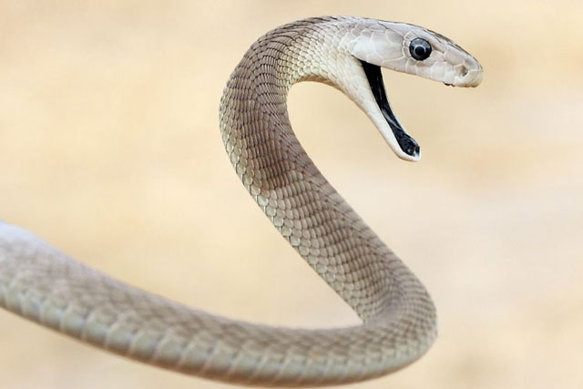 Top 10 loài rắn nguy hiểm nhất thế giới