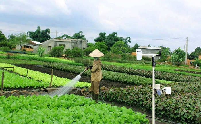Giám sát, dự báo sâu bệnh trên cây lúa bằng công nghệ