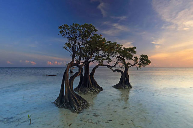 Loài "cây nhảy múa" độc đáo trải dọc bãi biển đảo Sumba