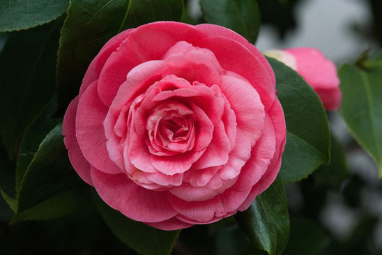 Loài hoa quý hiếm chỉ mọc ở hai địa điểm trên thế giới