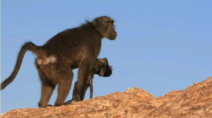 Khỉ đầu chó chacma ôm xác con non trên sa mạc Namib. (Ảnh: Fox News)