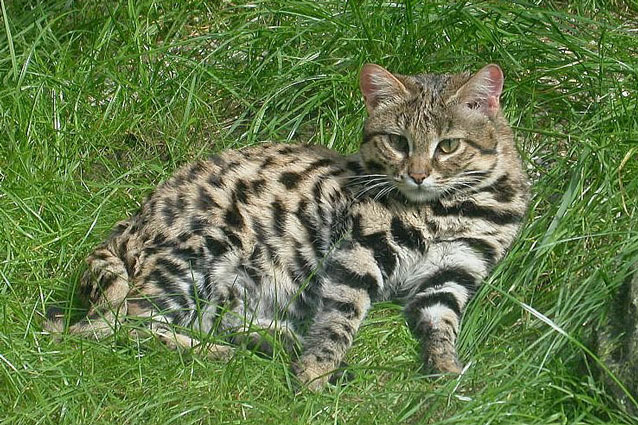 Loài mèo siêu đáng yêu nhưng là "tay" săn mồi hiệu quả nhất hành tinh
