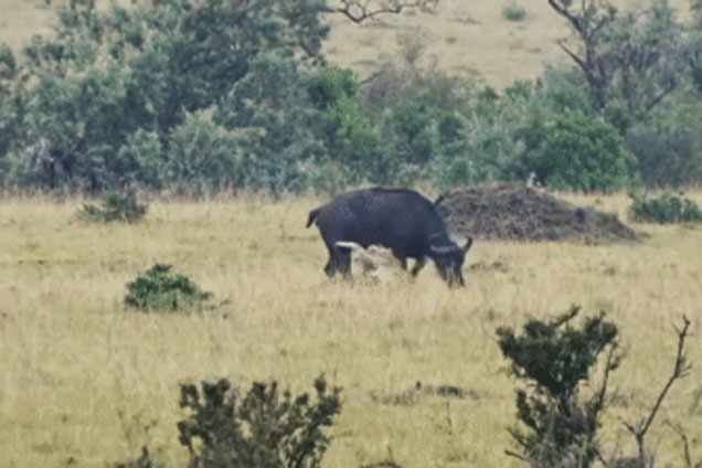 Sư tử đực tấn công trâu rừng thì bị kéo lê và giẫm đạp, bất ngờ xảy ra khi các 'bóng đen' kéo tới