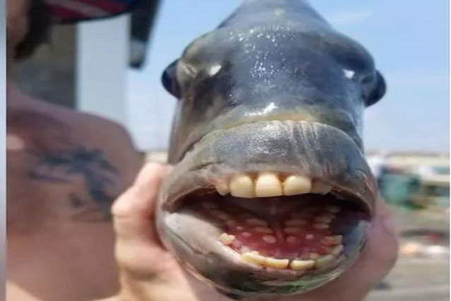 Choáng váng khi câu được con cá có hàm răng như… người