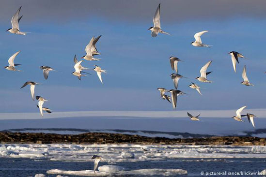 Những kỷ lục trong hành trình di cư của động vật