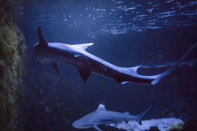 Hai con cá mập cái được nuôi trong bể cá ở Ý.