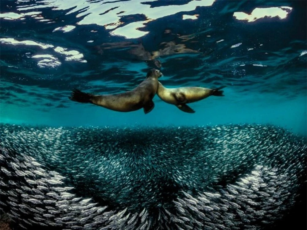 Bức ảnh ấn tượng của nhiếp ảnh gia Raffaele Livornese chụp khoảnh khắc sư tử biển đang truy đuổi, săn cá mòi ờ Baja California, Mexico.