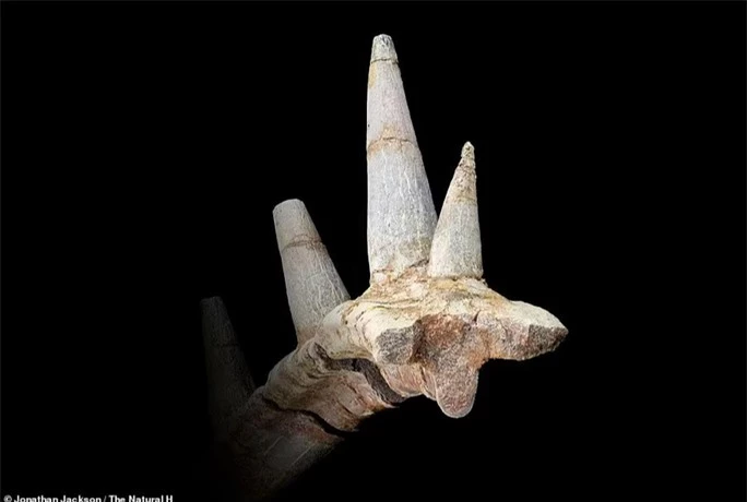Sừng hóa đá tiết lộ quái vật 168 triệu tuổi, chưa từng thấy trên thế giới - Ảnh 2.