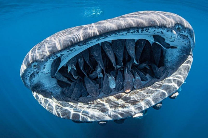 Cuộc sống bí ẩn dưới đại dương qua ống kính