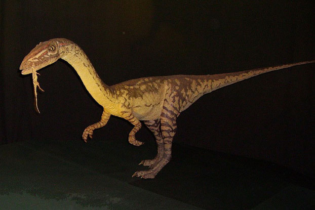Chiếc đuôi dài giúp khủng long hai chân Coelophysis... chạy nhanh hơn