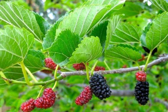 Thực hư chuyện cai sữa bằng lá dâu cho bé như thế nào?