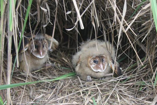 Ông lão nhặt được 2 con chim non mang về nhà nuôi nhưng ngay lập tức "tiễn khách" khi biết lai lịch