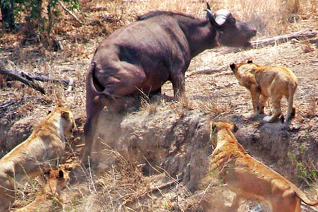 Trâu rừng kéo quân đuổi đánh sư tử, giải cứu đồng loại