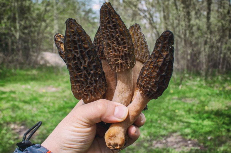 Vì sao nấm bụng dê có giá gần 15 triệu đồng/kg?