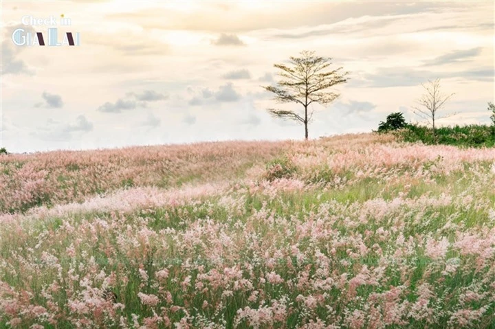 Đồi cỏ hồng đẹp mơ màng nằm giữa núi rừng Gia Lai hút hồn du khách - 1