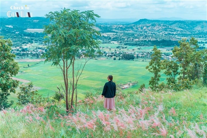 Đồi cỏ hồng đẹp mơ màng nằm giữa núi rừng Gia Lai hút hồn du khách - 6