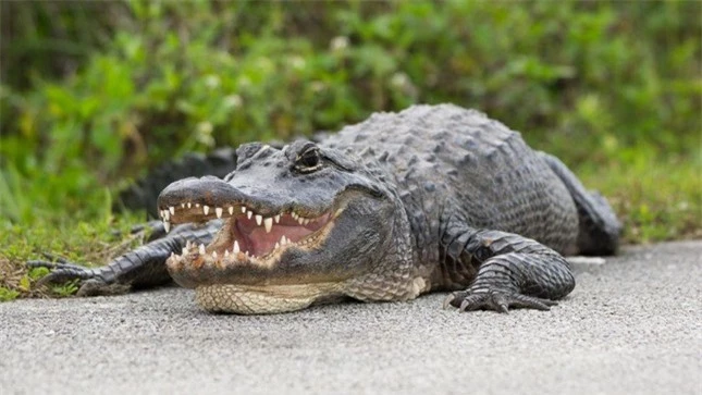 Tìm thấy thi thể người trong bụng cá sấu nặng hơn 200 kg ảnh 1