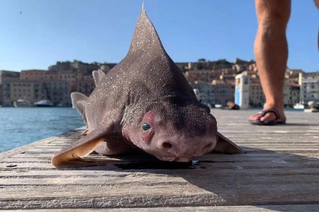 Cá mập mặt lợn được vớt lên ở biển Địa Trung Hải.