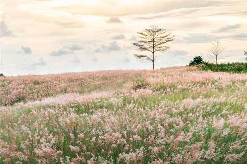 Đồi cỏ hồng đẹp mơ màng nằm giữa núi rừng Gia Lai hút hồn du khách