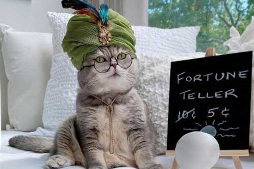 Chú mèo nổi tiếng mạng xã hội nhờ phong cách thời trang sành điệu