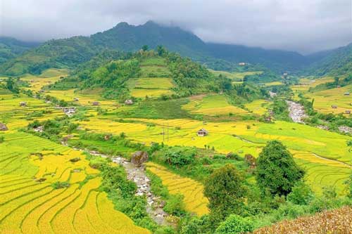 Sapa mùa lúa chín: Vắng lặng nhưng vẫn đẹp rực rỡ sắc vàng