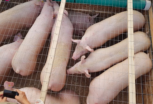 1.250 con heo giống đi chuyên cơ riêng từ Canada về Việt Nam