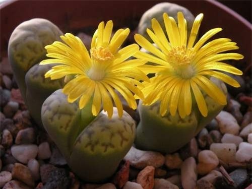 10 most beautiful and rare flowers in the world, species number 5 has haunted 9
