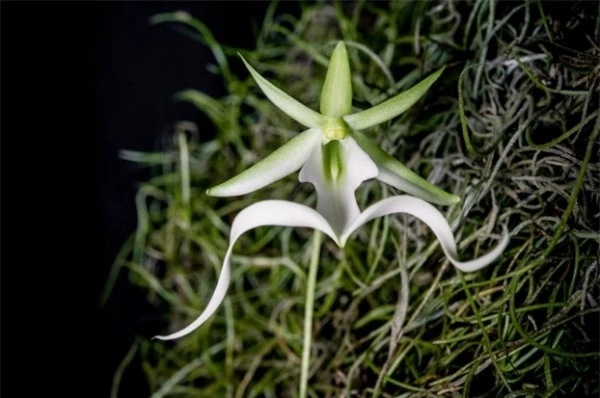 10 loại hoa đẹp và hiếm nhất trên thế giới, loài số 5 nghe tên đã ám ảnh 1