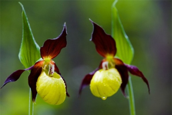 10 most beautiful and rare flowers in the world, species number 5 has haunted 5