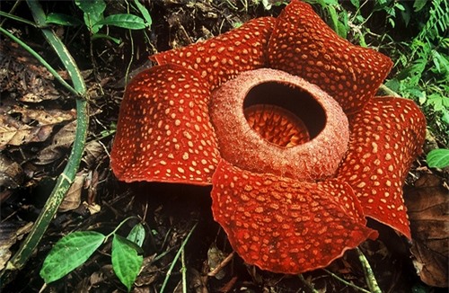 10 most beautiful and rare flowers in the world, species number 5 has haunted 8