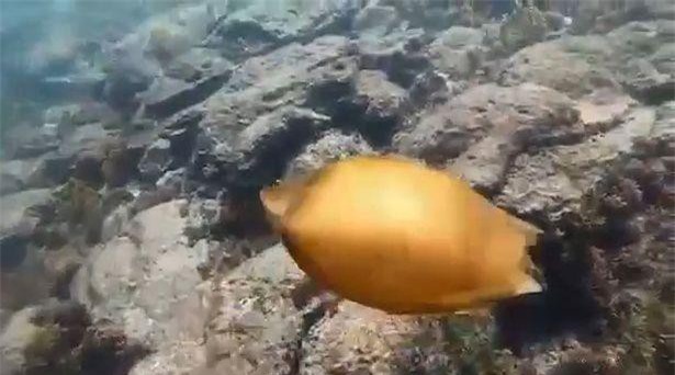 Lặn bắt bạch tuộc, vô tình nhặt được trứng cá mập cực hiếm ảnh 1