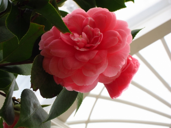 10 loại hoa đẹp và hiếm nhất trên thế giới, loài số 5 nghe tên đã ám ảnh