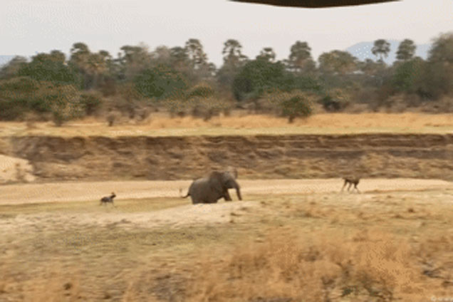 Ngoài sư tử ra, đây là loài đi săn duy nhất dám tấn công một con voi to lớn