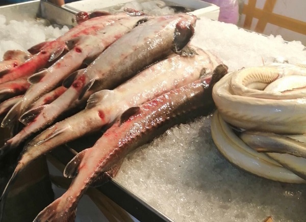 Vì sao chưa chặn được cá tầm lai nhập lậu từ Trung Quốc vào Việt Nam?