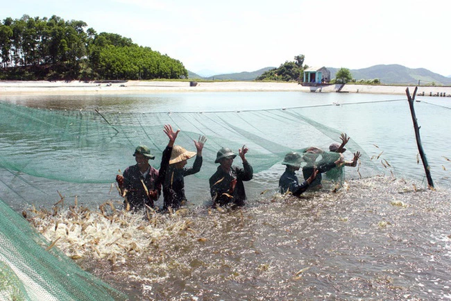 Mục tiêu cụ thể đến năm 2025, diện tích nuôi biển đạt 280.000 ha, giá trị kim ngạch xuất khẩu đạt 0,8 - 1 tỷ USD. Ảnh minh họa - Nguồn; Dân trí.